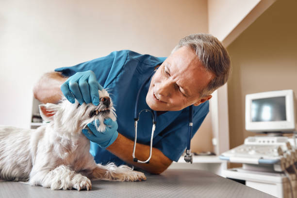 Best Emergency Denture Repair in Hrisburg, AR